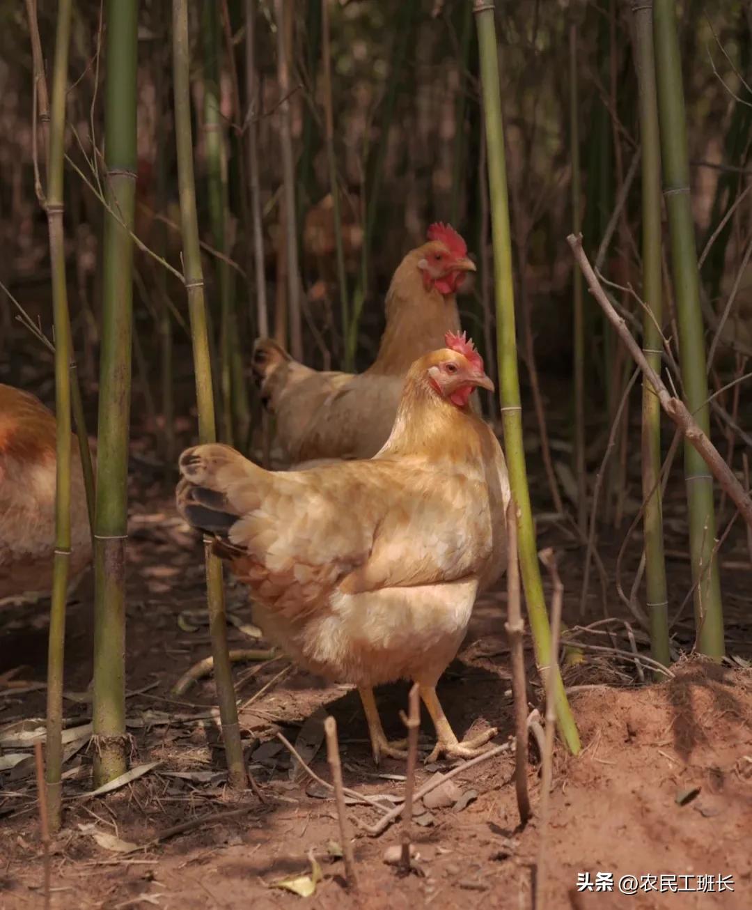 农村创业一年赚10万元,农村创业一年赚800万