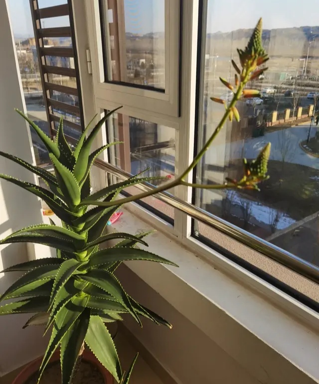 家居必备的几款高颜值中大型绿植,40款超治愈的家居绿植