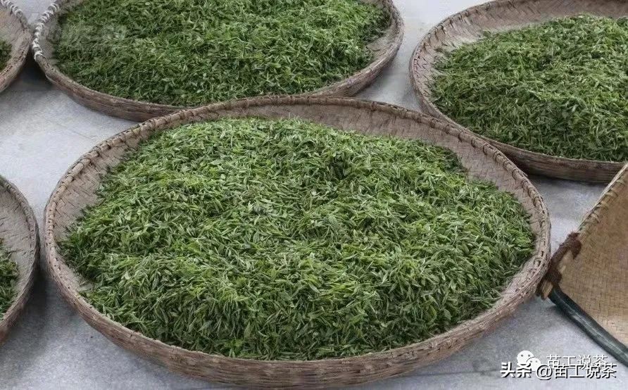 苗工说茶第三百七十三篇——红茶的标准都有哪些(一)