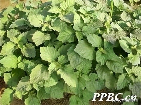 端午节习俗中有和花有关的吗,端午节的由来和相关的民俗活动