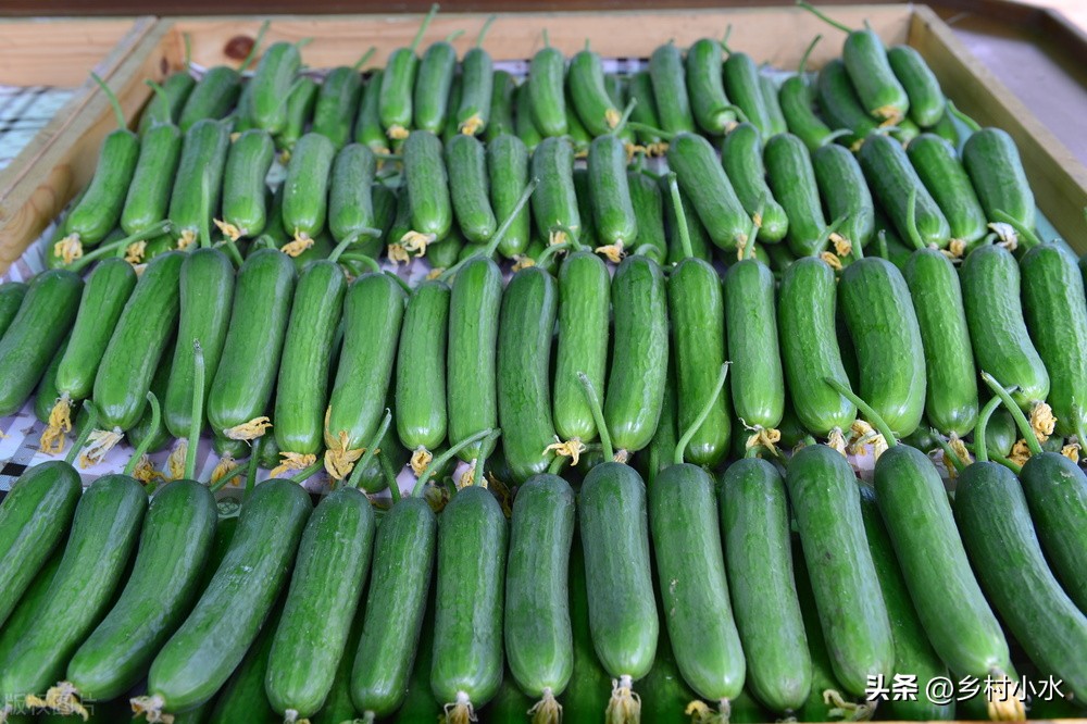 如何管理黄瓜种植才能结瓜多,露天黄瓜种植怎样结瓜多产量高