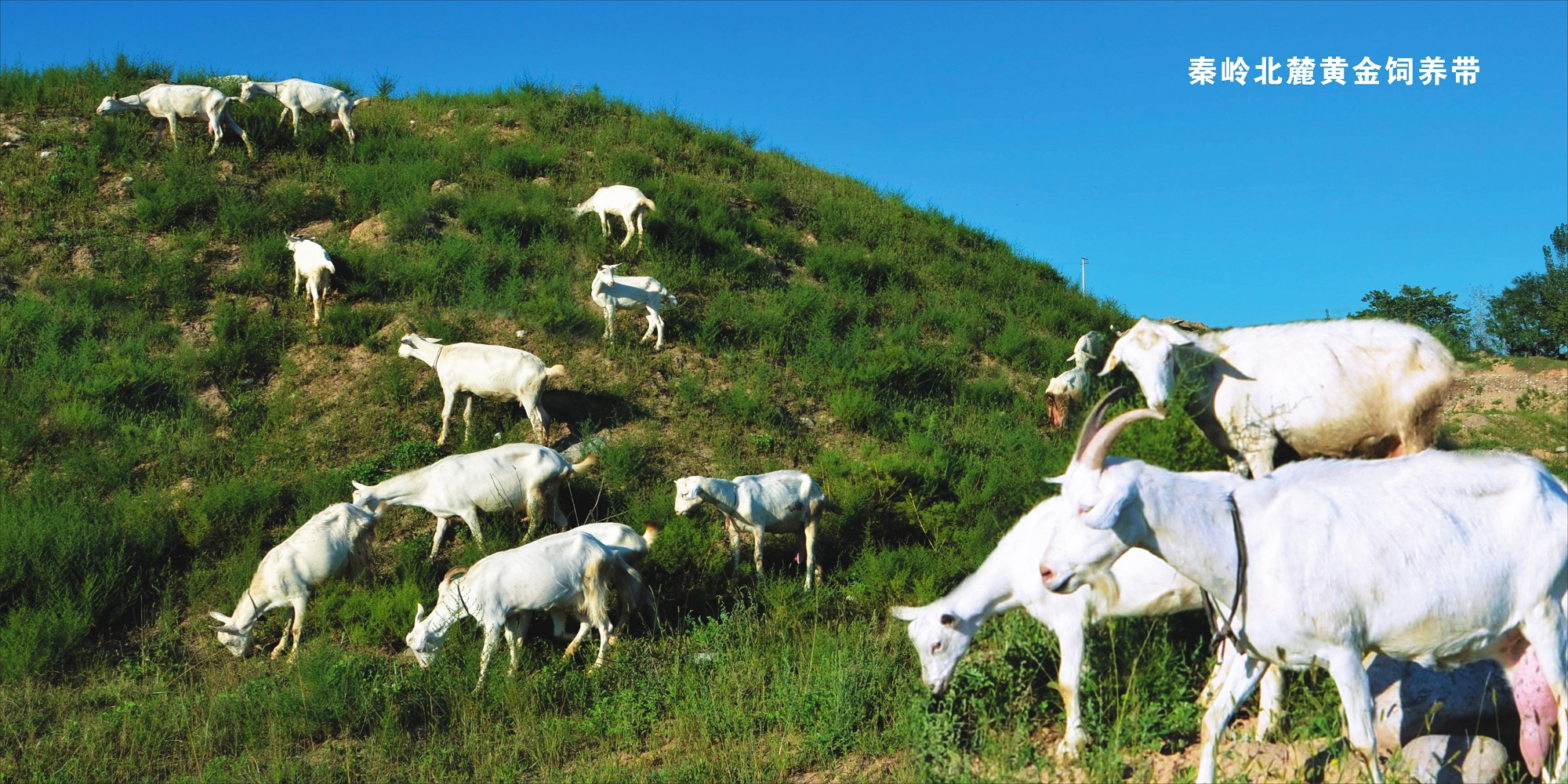 朵恩智高羊奶粉和圣元优宝哪个好,美可高特羊奶粉和朵恩智高羊奶粉