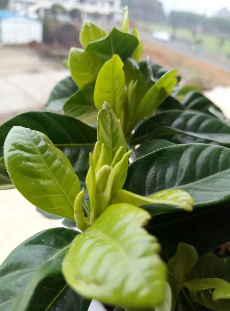 栀子花有3个“爱好”，满足它，叶子油绿发亮，花朵更多更芳香