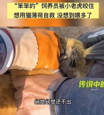 猫拉粑粑拉不出来不吃东西,猫老是叫还到处拉尿怎么办