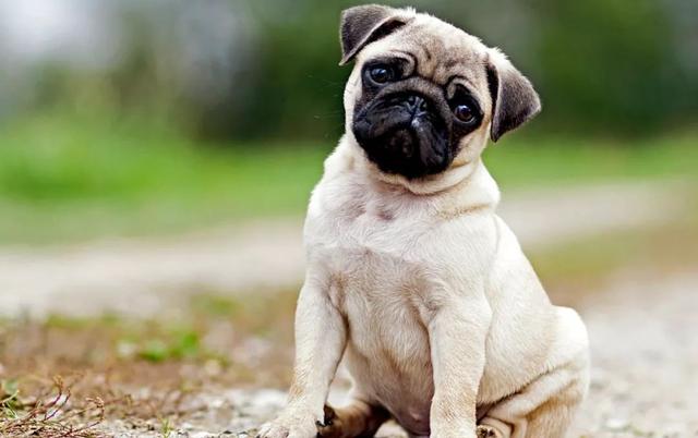 巴哥犬疼痛会喘粗气吗,巴哥犬晚上关笼子里叫声喘粗气