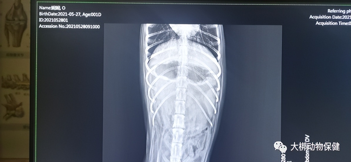 急性胰腺炎疑难病例讨论,狗狗为什么会得急性胰腺炎