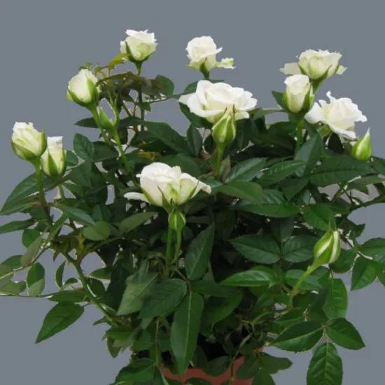 常见切花月季一览（45）