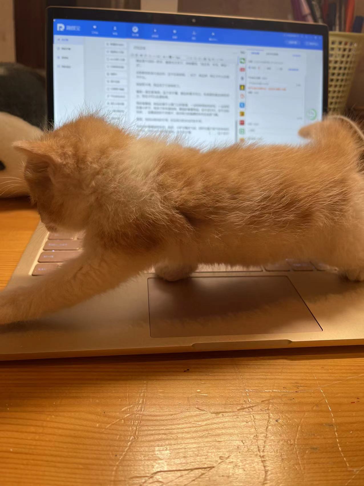 小猫被粘鼠板粘住的视频,被粘鼠板粘过的小猫怎么救治