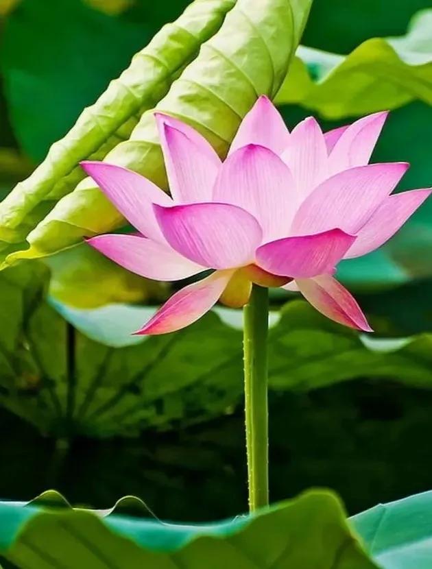 无穷莲叶，精彩纷呈