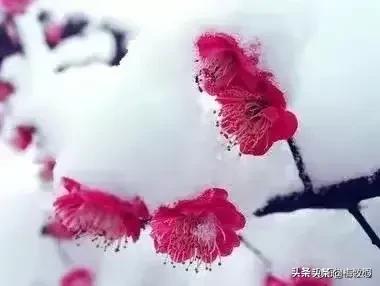 五言律诗咏梅五首,咏梅的最佳诗词七律