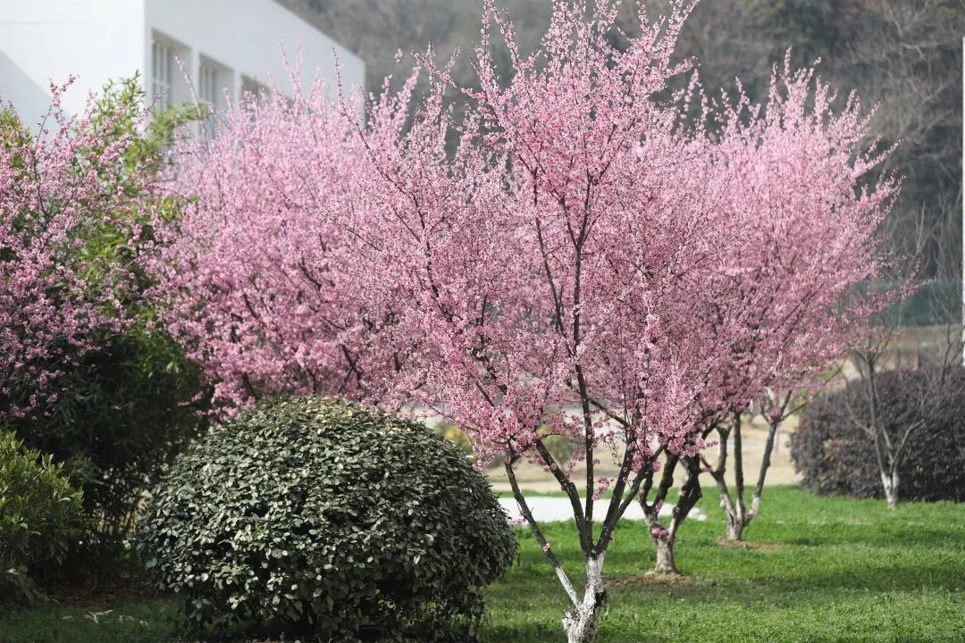 梦想开始的地方适合毕业典礼吗,二七一教育集团南京宇通实验学校