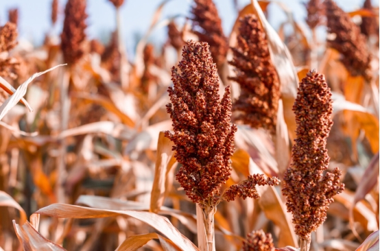 白酒里滴食用油怎么办,白酒中滴一点油