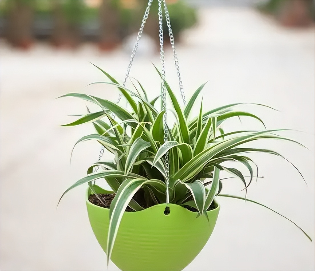 刚装修的新房放什么植物去甲醛,装修后去除甲醛放什么绿植