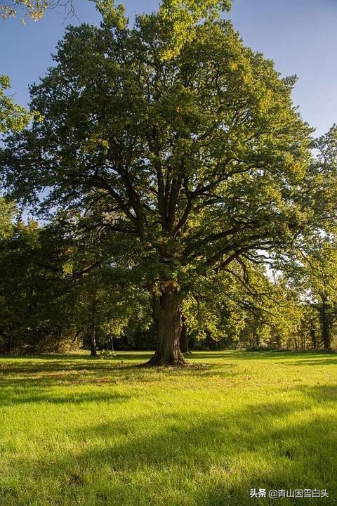 种树经济价值,种树前景如何发展