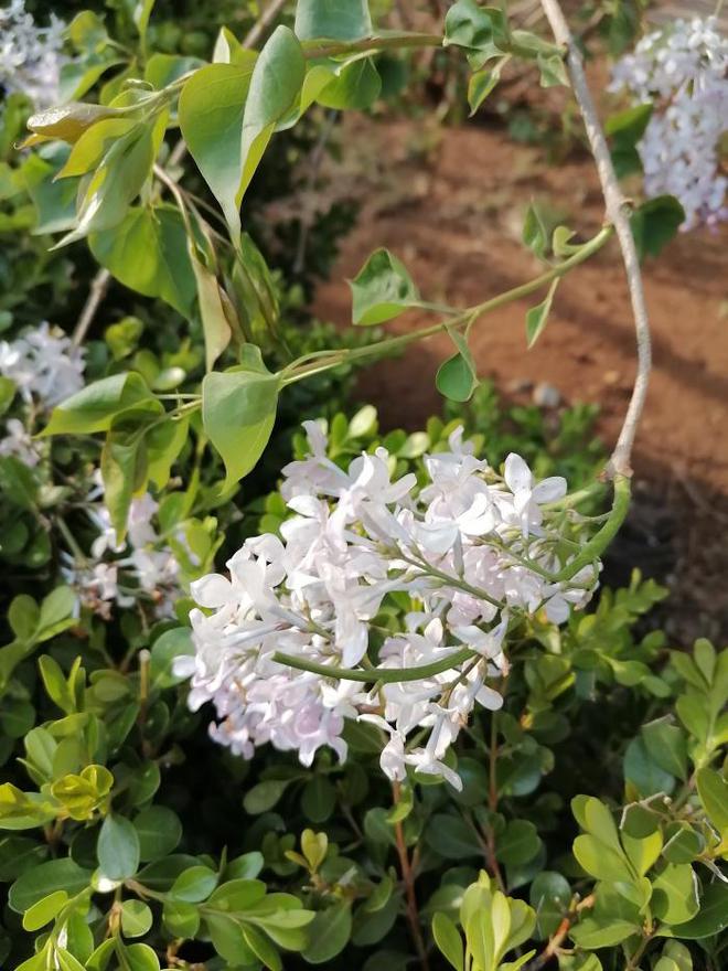 华为畅享60和荣耀50哪个性价比高,华为畅享60x和oppoa1哪个好