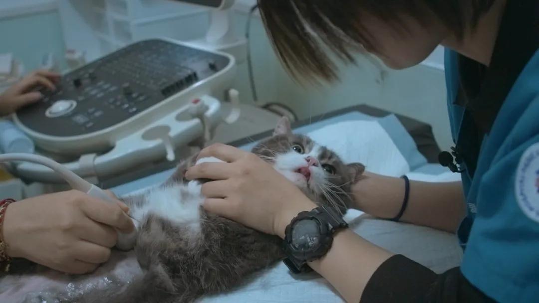 宠物医院给猫咪绝育的骗局,宠物绝育怎么不花冤枉钱