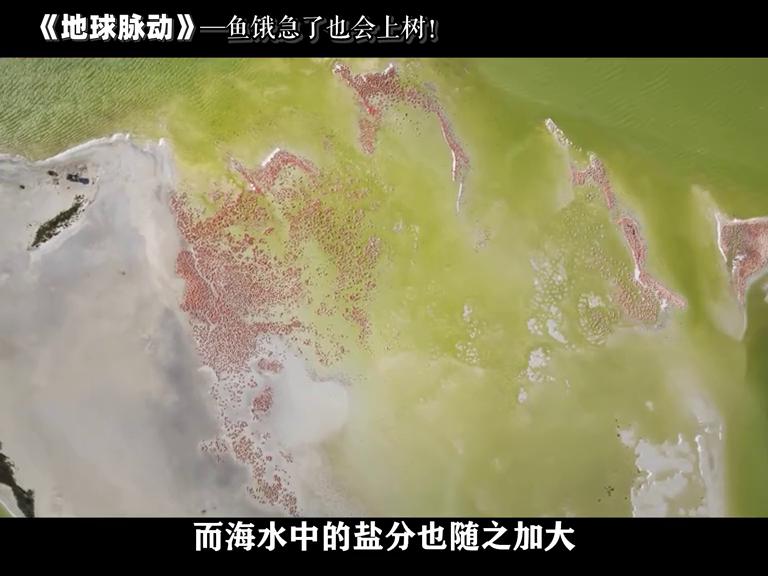 鱼被逼急了，也是会上树的！#自然