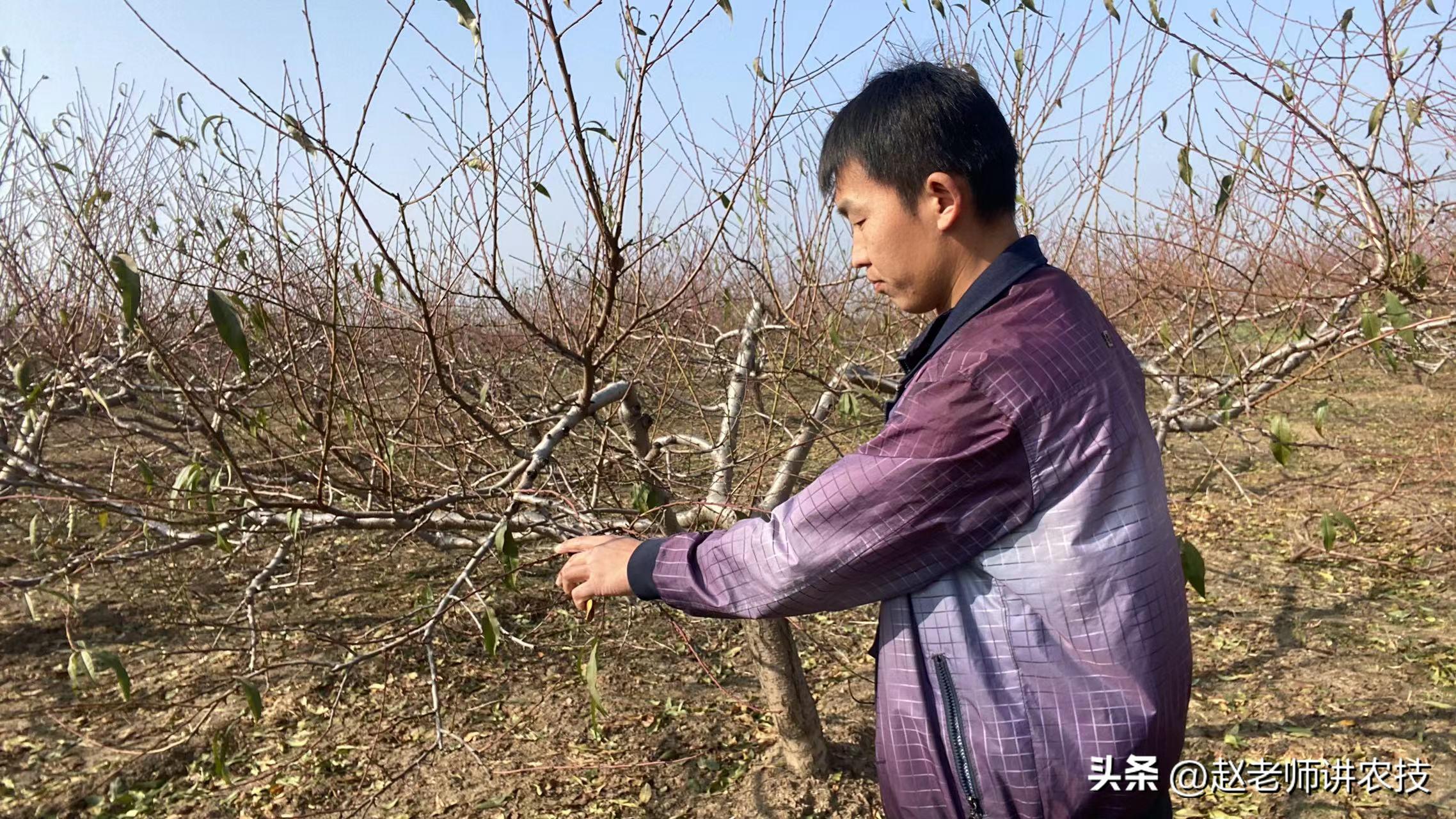 桃树修剪留桩危害有多大,老桩桃树修剪最新方法