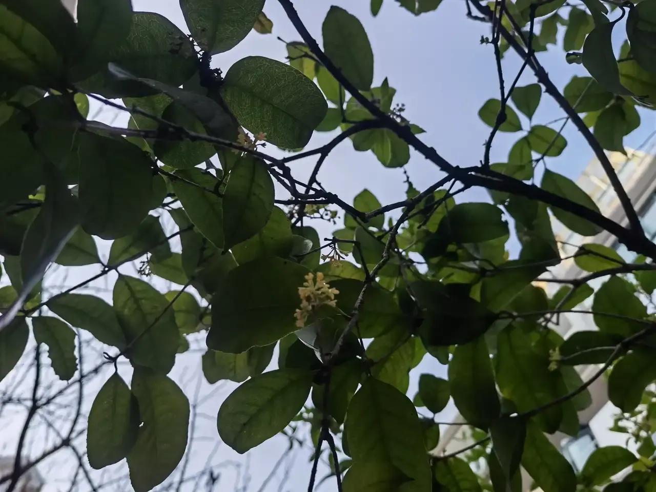 武汉这个冬天不再寒冷,武汉冬天火炉城市