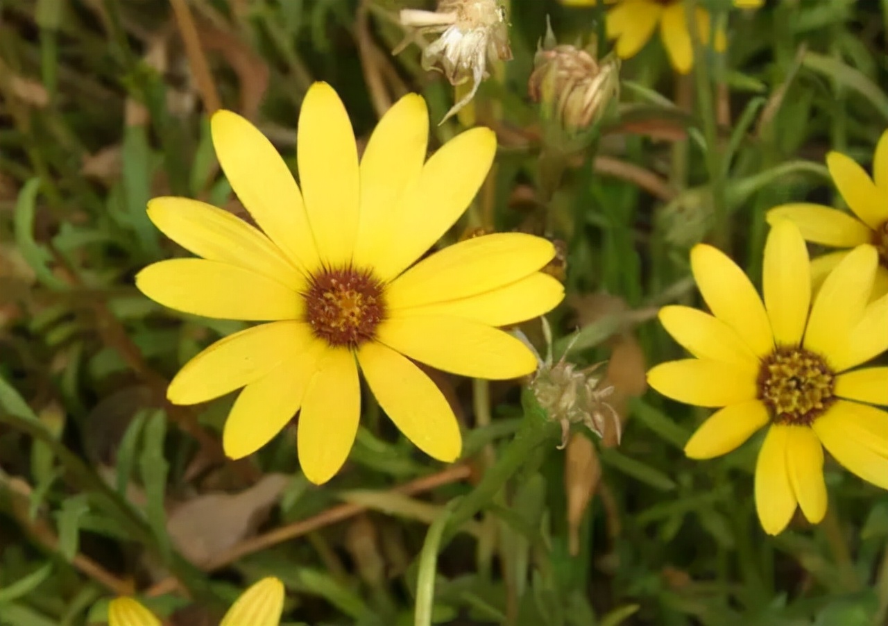 百种鲜花图片欣赏,十种最美丽的鲜花