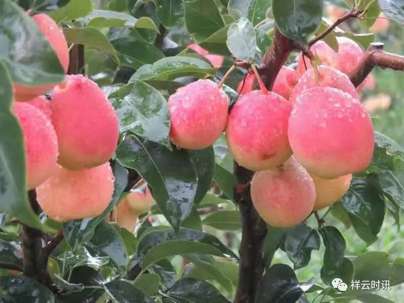 最新的祥云新闻,最新祥云县新闻