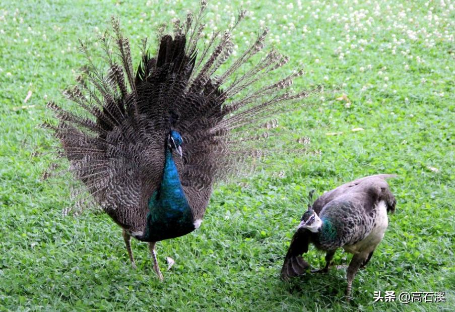 养孔雀一年能挣多少钱,我靠养殖发家致富