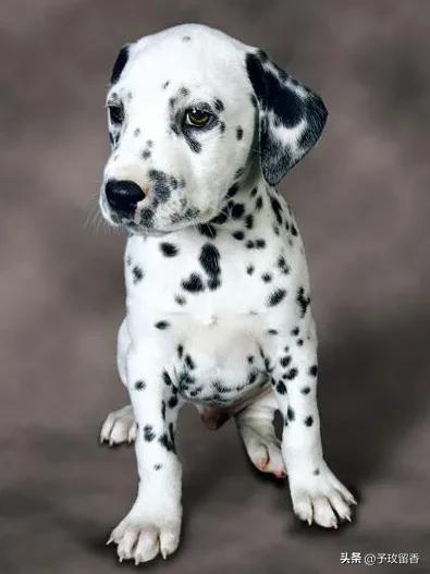 狗的种类常见宠物狗的品种及特点,宠物狗种类及特点