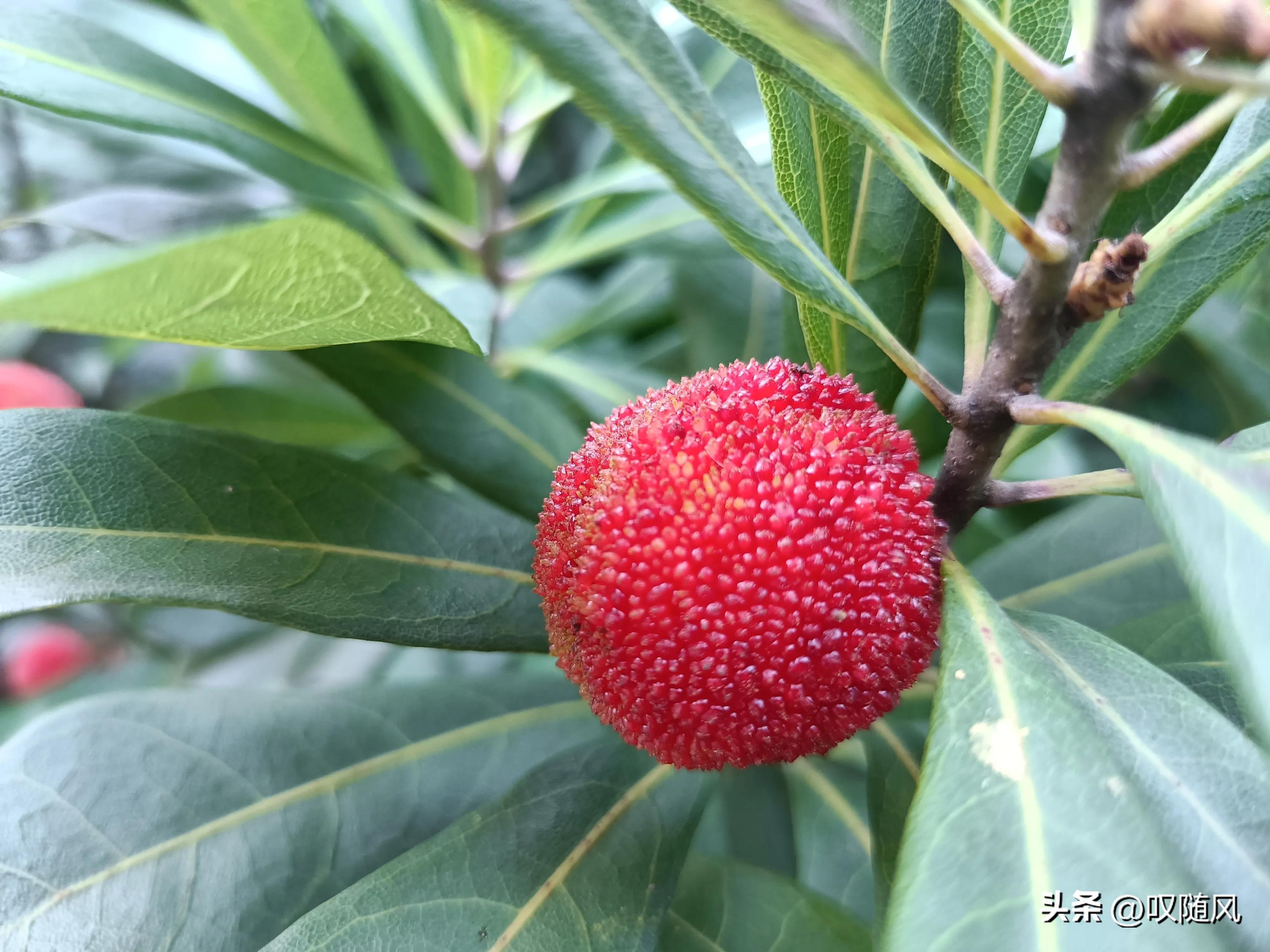 吃出好心情食物,五种水果吃出好心情