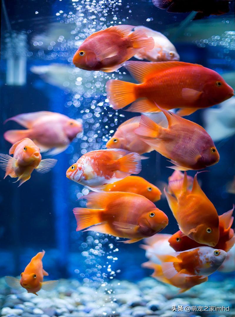 家里养什么宠物干净卫生,什么宠物不随地大小便