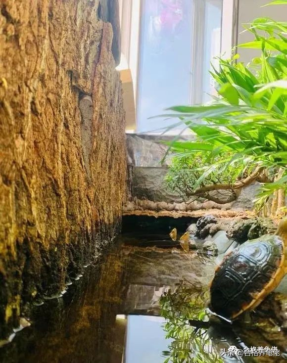 龟病症如何预防,龟病预防的药物