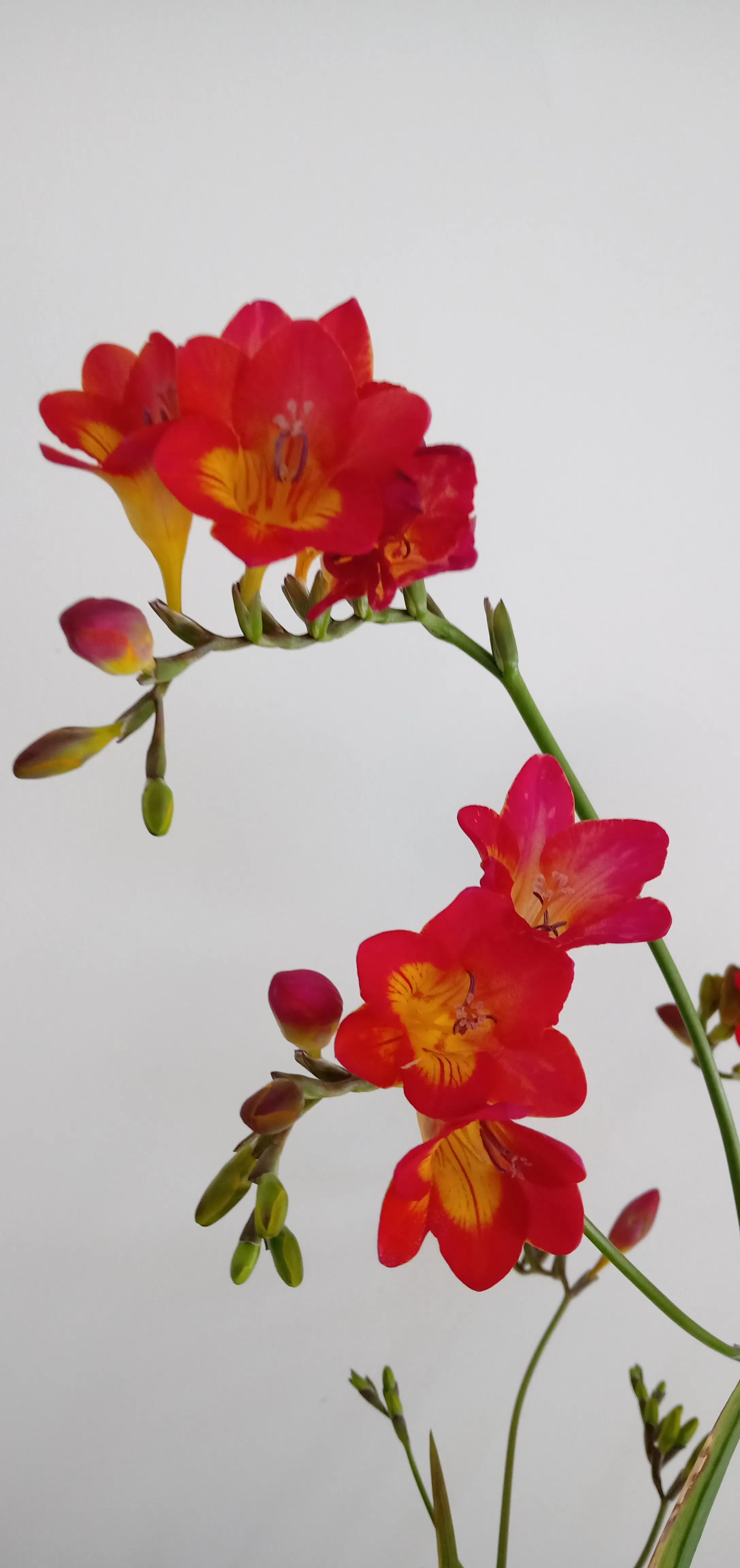 我的花花草草们之香雪兰