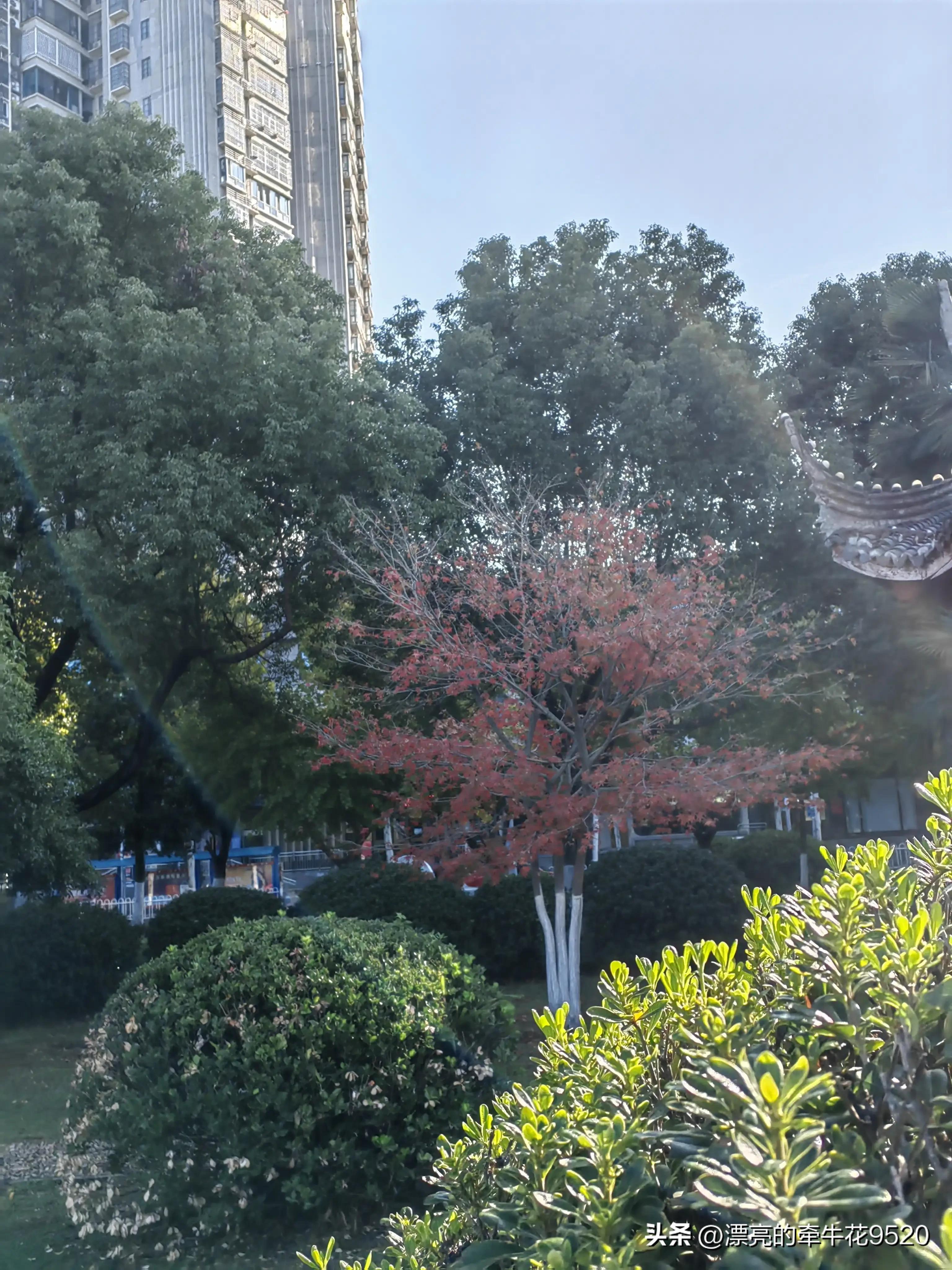 六安月亮岛的风景春夏秋冬,六安月亮岛夕阳美景