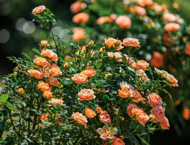 520文案我希望最初是你,520文案你的眼里有星辰大海