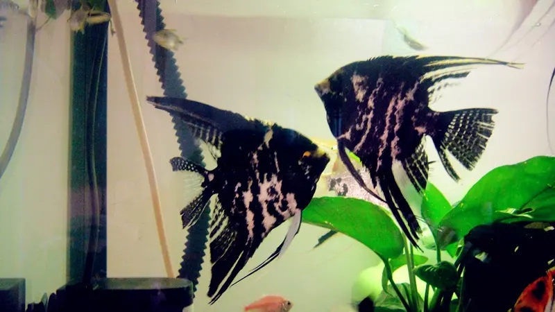 养鱼的正确方法和体验,新手养鱼小知识解析常见养鱼误区