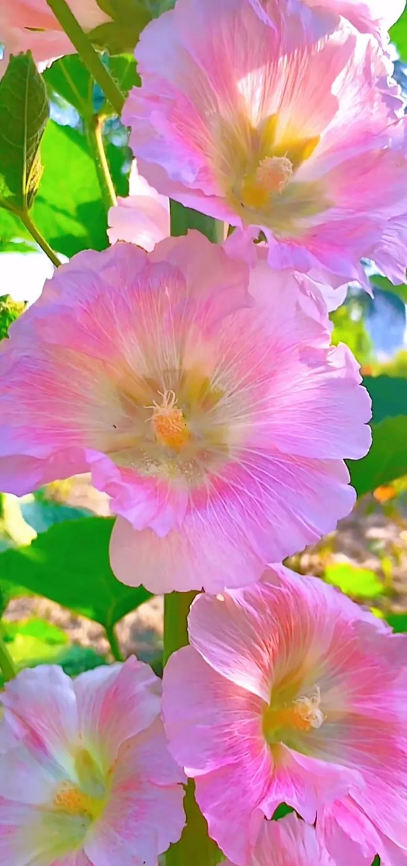 蜀葵花唯美大图片,世上最美的蜀葵花图片图文