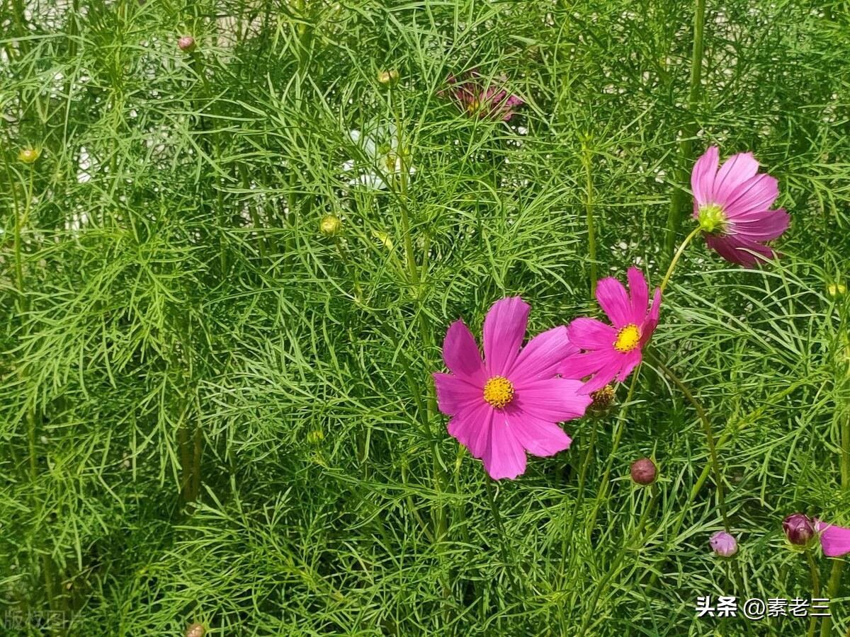 女作家去做保姆15年,女作家去做保姆奇葩的理由