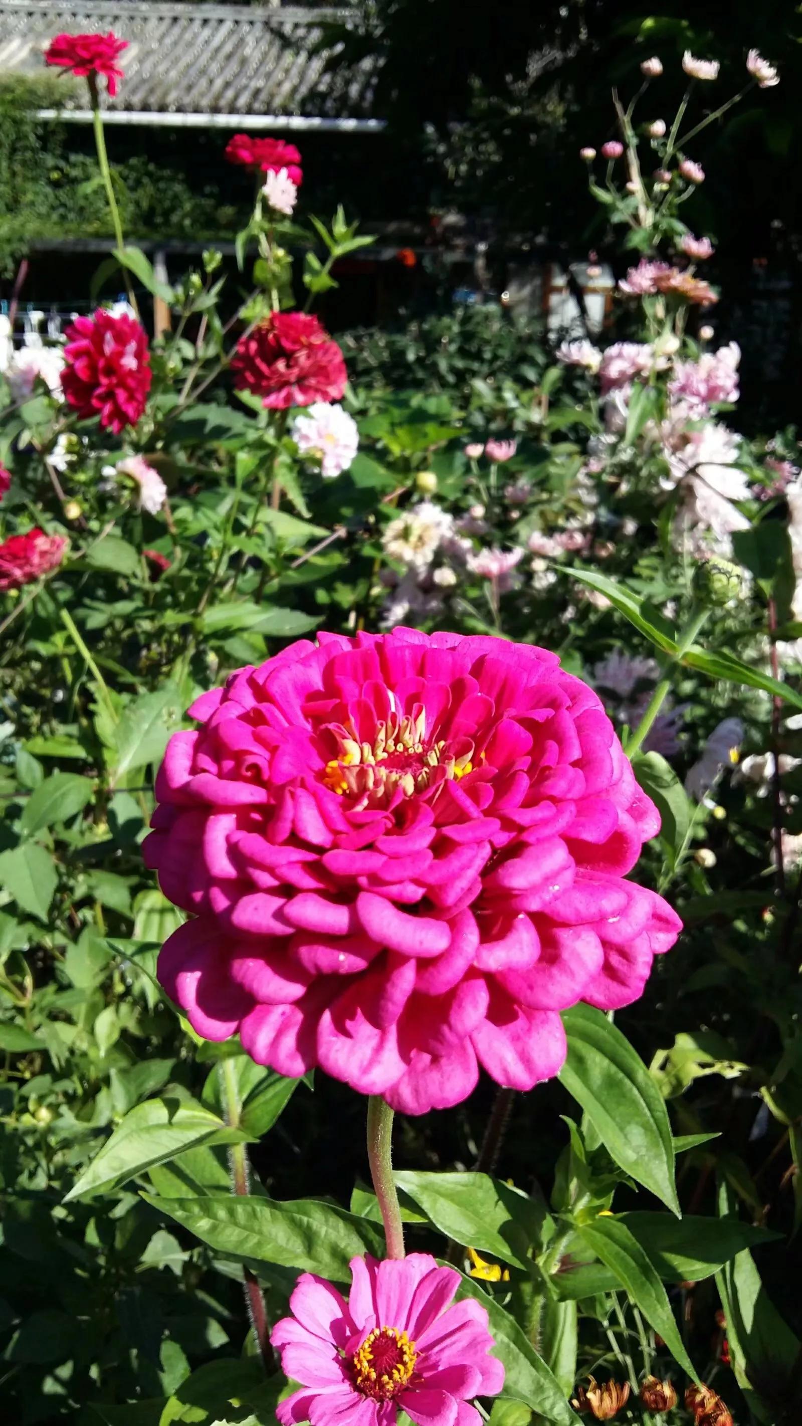 五毒缠身,五毒是怎么驱赶的