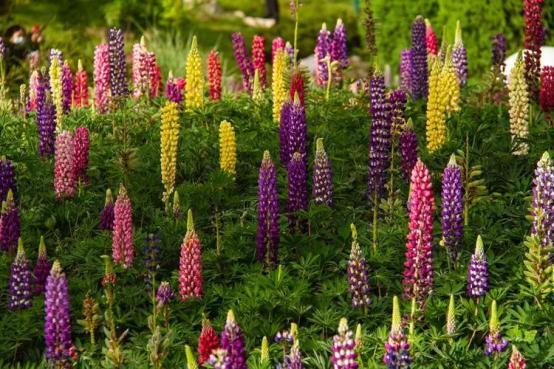 百花种类大全,百花的种类有哪些