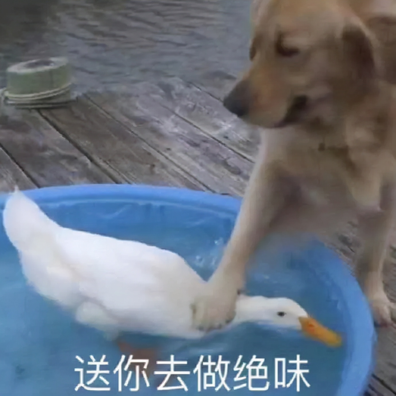 在*裤内**里加燕窝和胶原这种鬼话都说得出来？