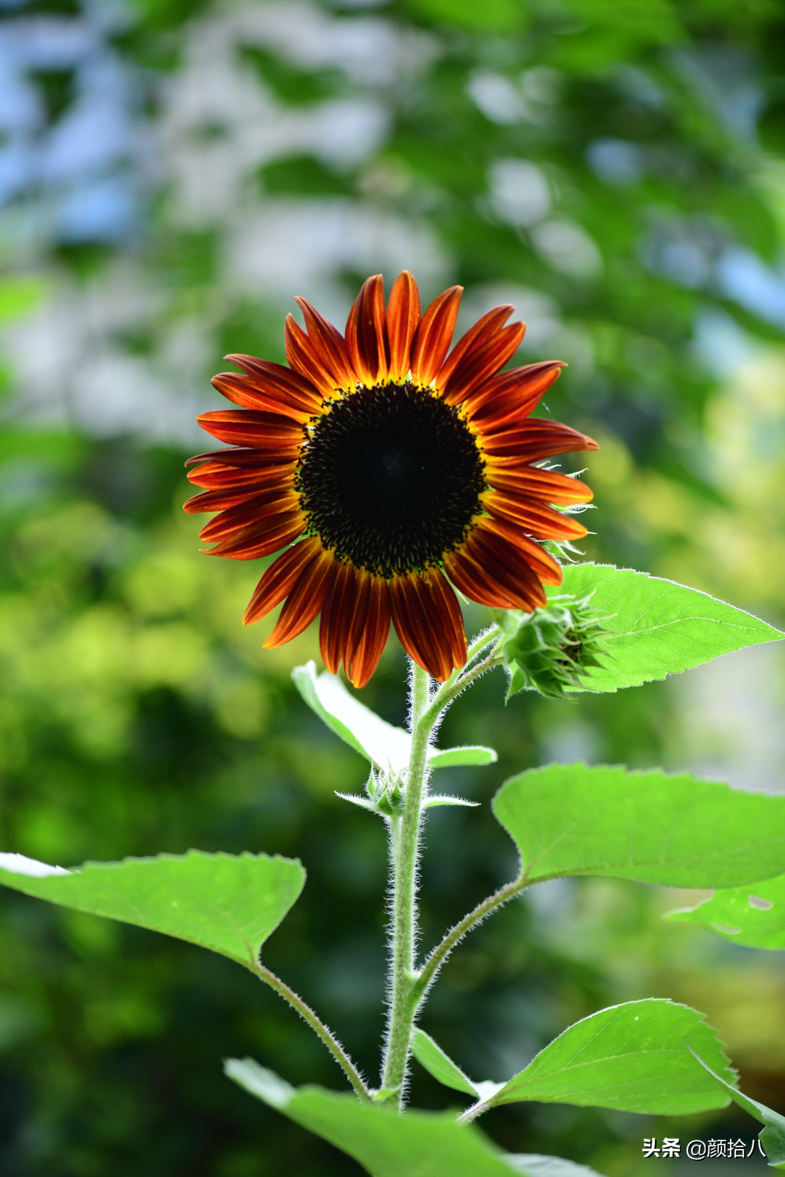 看到你的花园那么惨，我就安心了|园丁