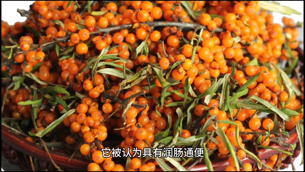 有关沙棘的知识,沙棘你了解多少