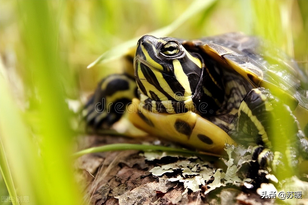 龟如何预防肝脏病,龟龟怎么才能让它不应激