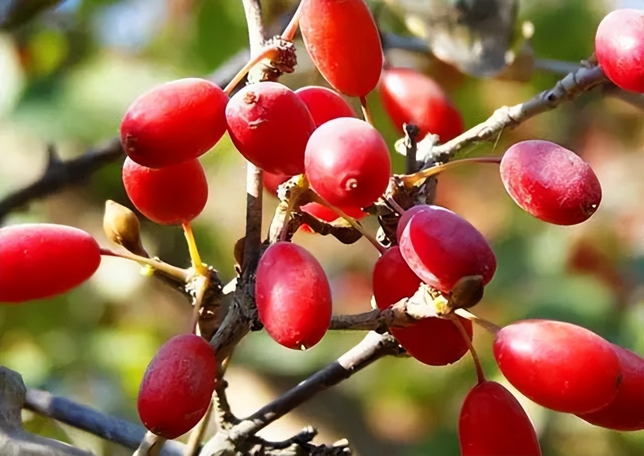 几十年前山里野生的野果,山上长得像枣的野果