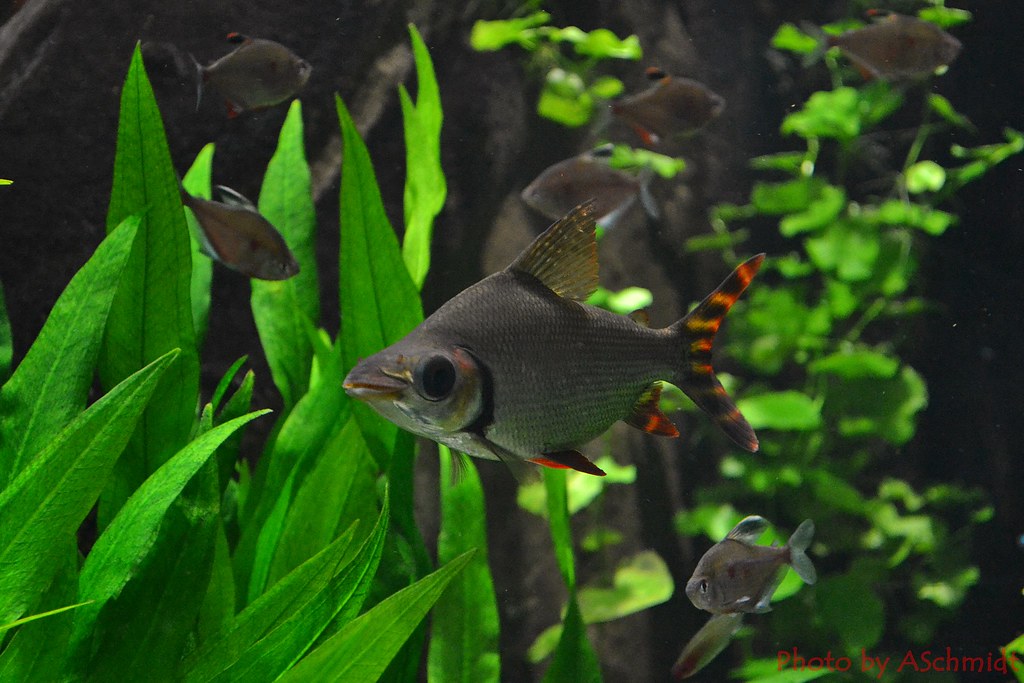 清洁鱼有什么用,冷清洁鱼有哪些