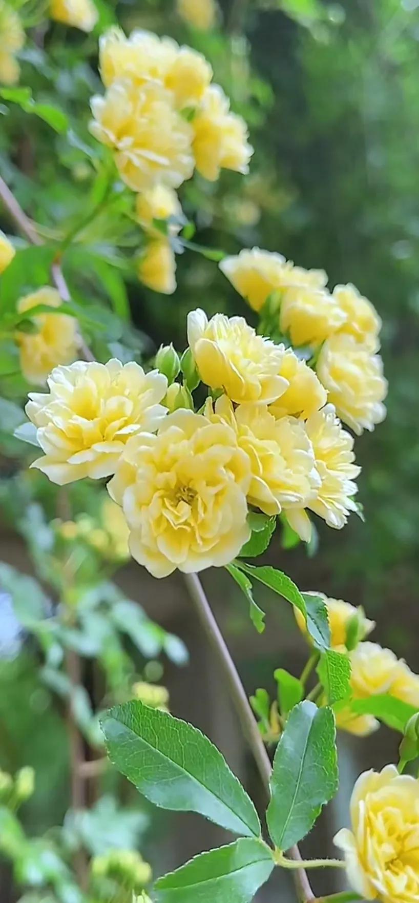 黄木香花的图片大全欣赏,怡人木香花图片欣赏