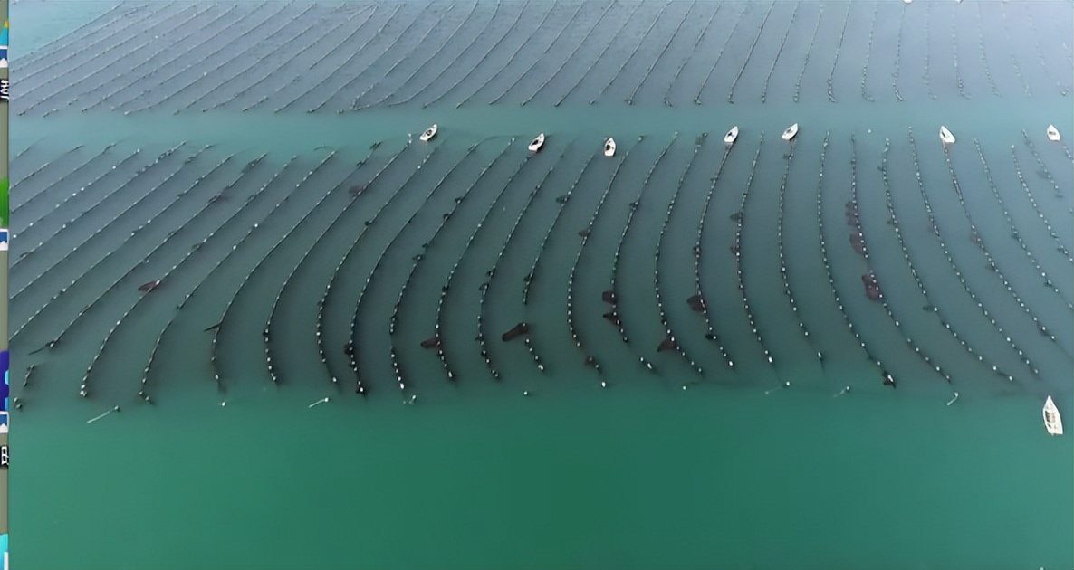 仅有积蓄23块钱，山东小伙大胆借600万，捞出大连海底“小黄金”