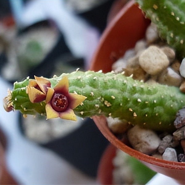 102个大类近500个多肉植物图片，都极其美丽，建议在家中也养一盆