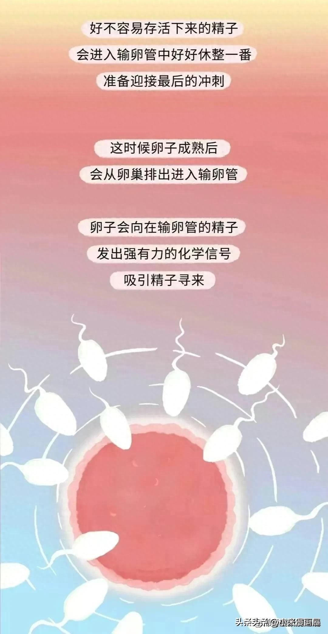 小蝌蚪找妈妈故事完整漫画,漫画中小蝌蚪是什么