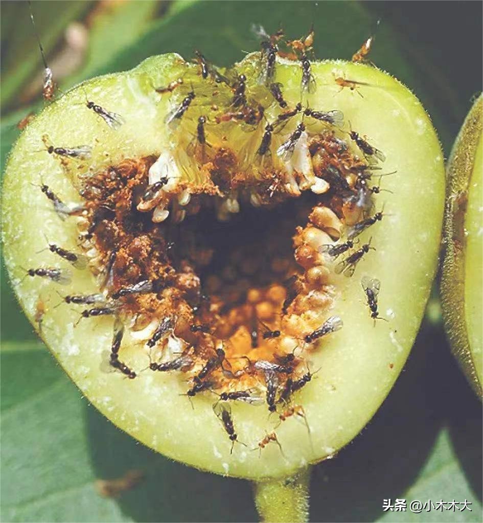 走进果实的世界我发现了什么,走进无花果的世界