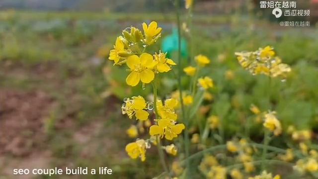 娃过敏全身起疹，28岁聪上山割核桃树皮煮药水和40岁妻...